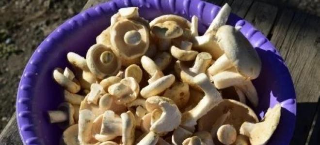 Как правильно солить грибы грузди холодным способом